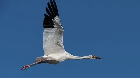 غیبت دو ساله «امید» تک درنای گله غربی سیبری/ کاویان: امکان شکار امید در مازندران منتفی است/ هنوز برای ناامید شدن از امید زود است