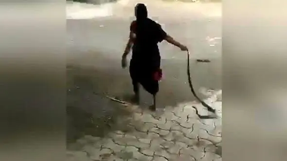 اقدام عجیب و ترسناک یک زن با مار کبری / هند + فیلم