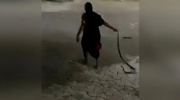 اقدام عجیب و ترسناک یک زن با مار کبری / هند + فیلم