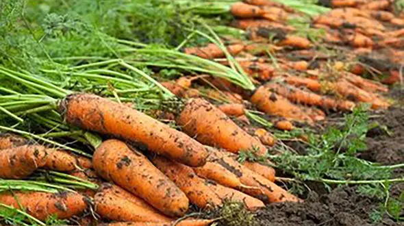  کشف گنج طلای یک زن در مزرعه هویچ