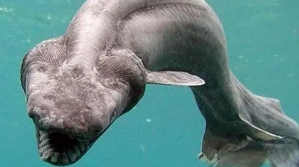 کشف کوسه ای زنده از زمان دایناسورها!+عکس