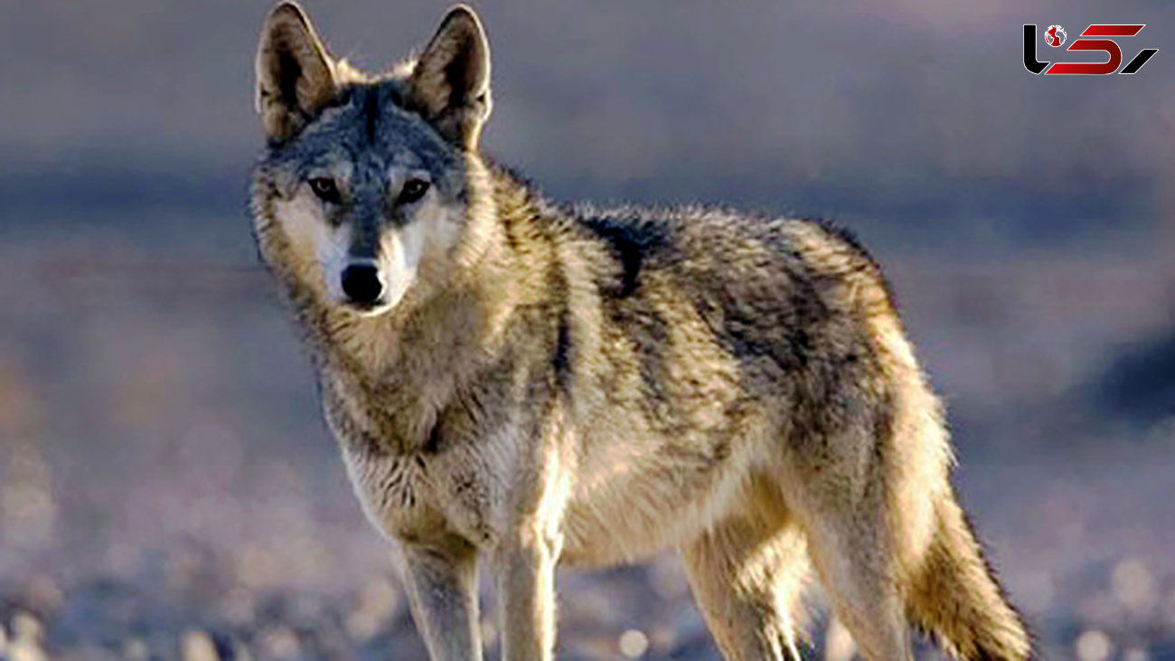 سگ گله‌ی شجاع ، ۸ گرگ کایوت را کشت  + عکس و داستان باورنکردنی