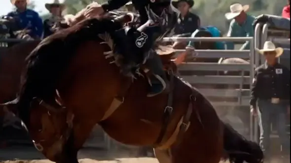  زیبایی ببینیم