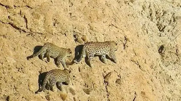 جولان پلنگ مادر و توله هایش در اسفراین + جزئیات