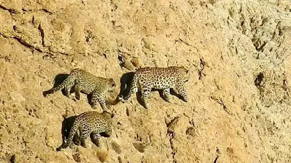 جولان پلنگ مادر و توله هایش در اسفراین + جزئیات