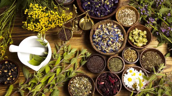 گیاهان جوان کننده مغز