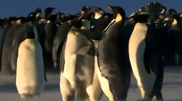 فیلم رقابت پنگوئن ها بر سر قلمرو