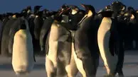 فیلم رقابت پنگوئن ها بر سر قلمرو