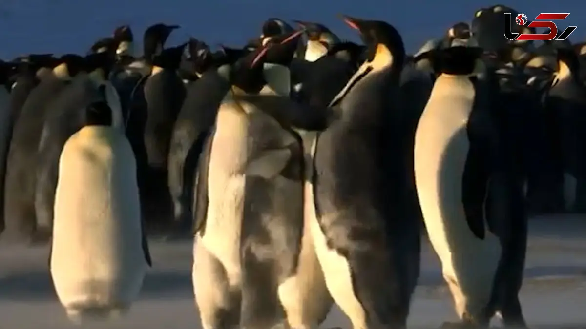 فیلم رقابت پنگوئن ها بر سر قلمرو