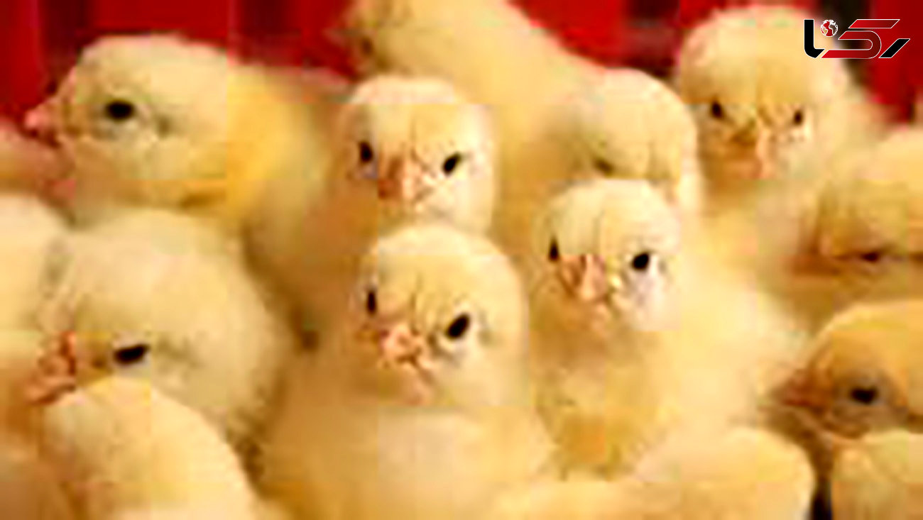 هشدار وزارت جهاد به مرغداران: جوجه ریزی کنید + سند