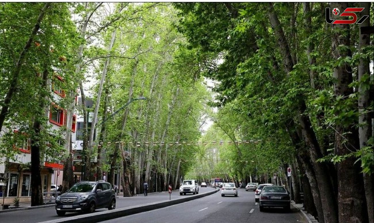 درخت‌کُشی در خیابان ولی‌عصر(عج)؛ مخفی کاری نداریم