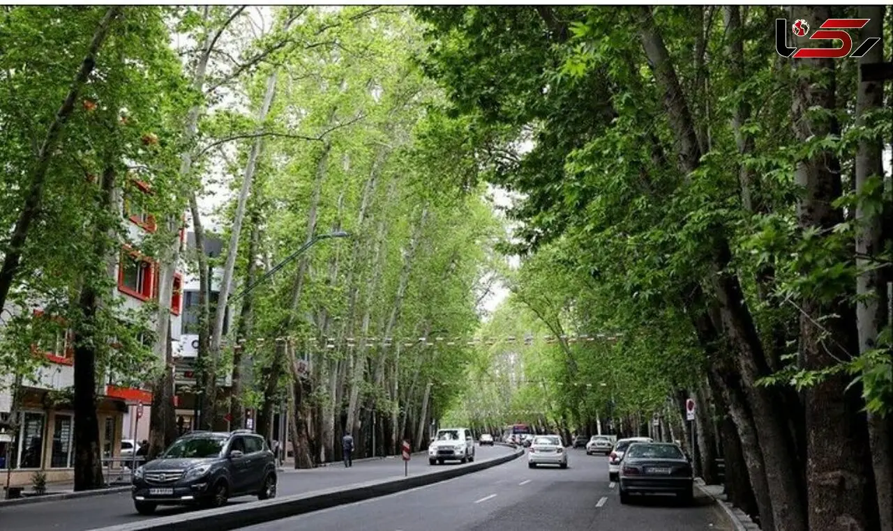 درخت‌کُشی در خیابان ولی‌عصر(عج)؛ مخفی کاری نداریم