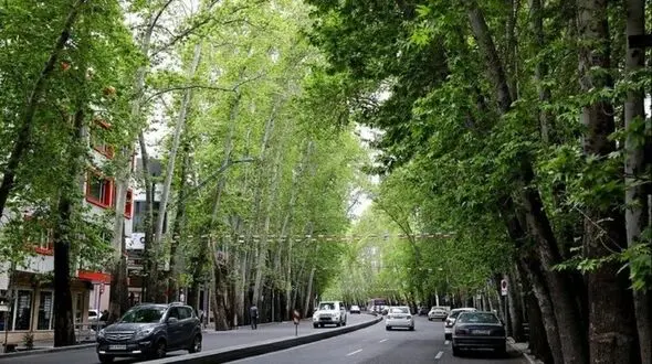 درخت‌کُشی در خیابان ولی‌عصر(عج)؛ مخفی کاری نداریم