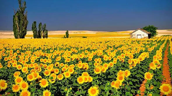 فال ابجد امروز 22 بهمن 1404