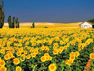 فال ابجد امروز 22 بهمن 1404