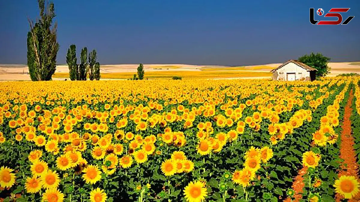 فال ابجد امروز 22 بهمن 1404