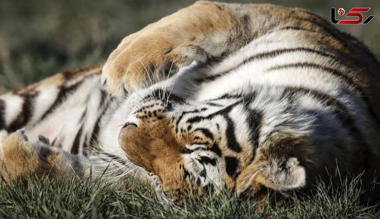 مرگ مشکوک نگهبان بزرگترین باغ وحش نیویورک در خانه 