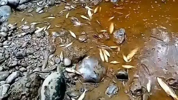 پسماندهای شهرک صنعتی در مازندرانباعث مرگ ماهی ها + فیلم