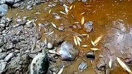 تکرار مرگ دسته جمعی ماهیان در سوادکوه