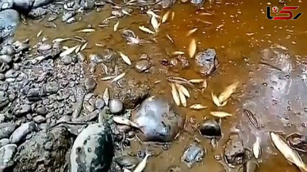 پسماندهای شهرک صنعتی در مازندرانباعث مرگ ماهی ها + فیلم