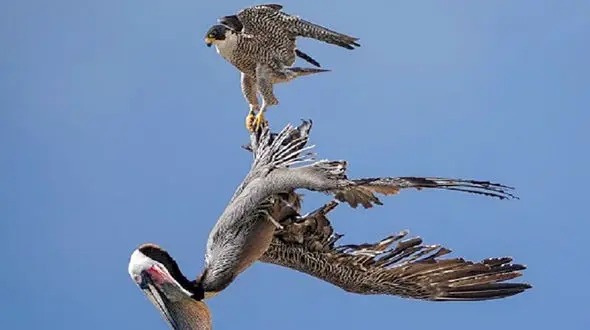 دستگیری عامل فروش پرندگان شکاری در فضای مجازی در اردبیل 