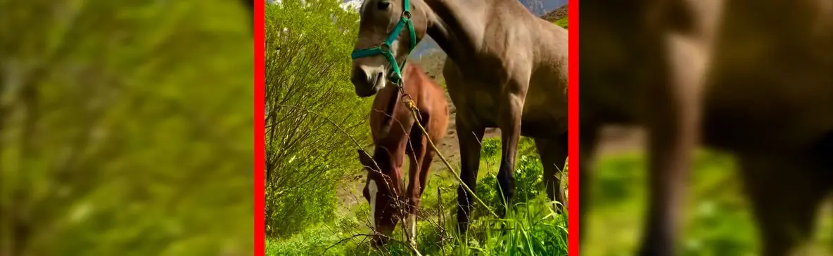 فیلم دامنه اشترانکوه با تصویر اسب و کره اش