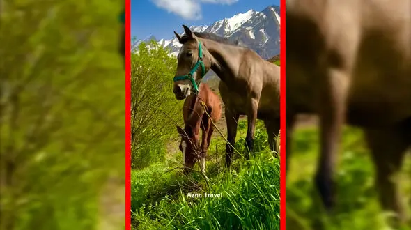 فیلم دامنه اشترانکوه با تصویر اسب و کره اش