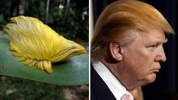 شباهت جالب و عجیب این کرم به موهای ترامپ+عکس