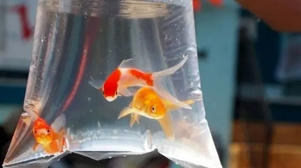 آیا خرید ماهی قرمز ایراد دارد؟