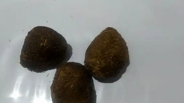 عنبرنسا حریف سینوزیت و سردرد + مضرات عنبرنسا