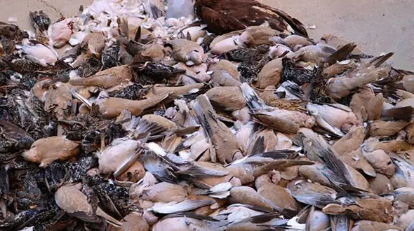 مسمومیت گسترده پرندگان در اهواز / علت چیست؟