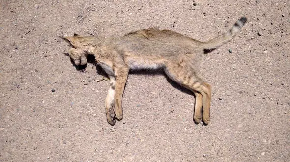 گیر افتادن گربه وحشی که در تله گذارى شکارچیان / دست این حیوان قطع شد + فیلم