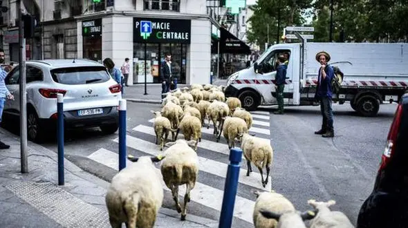 پاریس در تسخیر گوسفندان +عکس