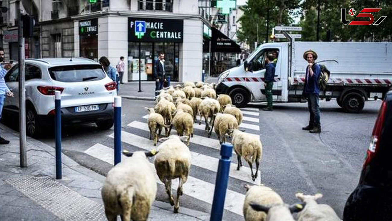پاریس در تسخیر گوسفندان +عکس