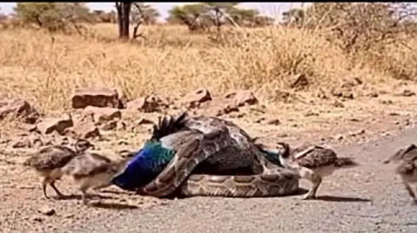 صحنه دردناک شکار طاووس توسط مار جلوی چشم جوجه ها + فیلم