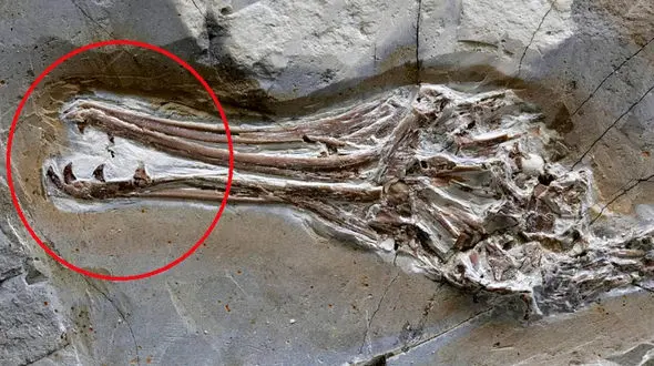 شناسایی یک پرنده با دندان هایی مثل دایناسور + عکس