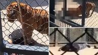 خورده شدن نگهبان توسط ببر در مقابل گردشگران + فیلم لحظه حادثه (+14)