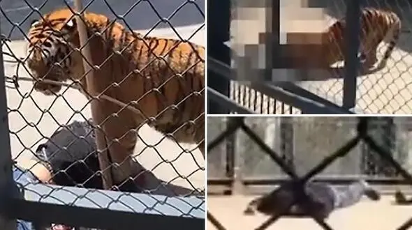 خورده شدن نگهبان توسط ببر در مقابل گردشگران + فیلم لحظه حادثه (+14)