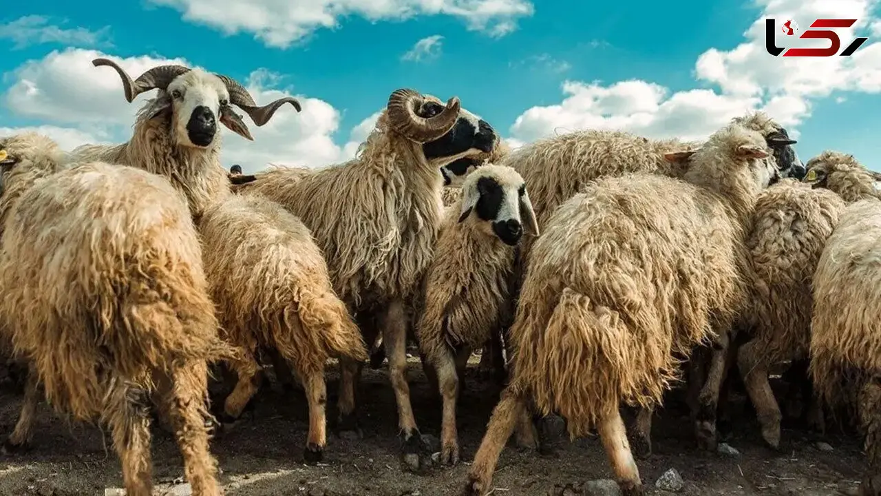 ماجرای گوسفندهایی که معتاد شدند! / صاحب گلخانه شوکه شد!