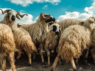 ماجرای گوسفندهایی که معتاد شدند! / صاحب گلخانه شوکه شد!