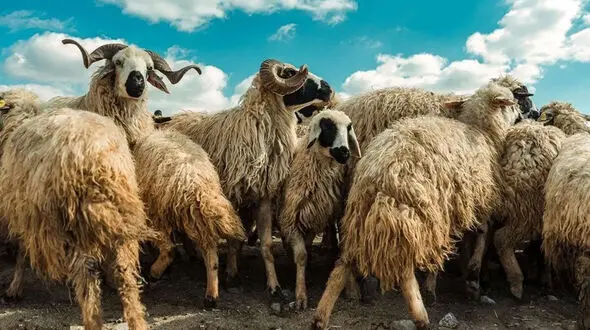 ماجرای گوسفندهایی که معتاد شدند! / صاحب گلخانه شوکه شد!