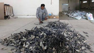 کشف محموله 36 تنی قاچاق کوسه و باله کوسه ماهی در سیستان و بلوچستان