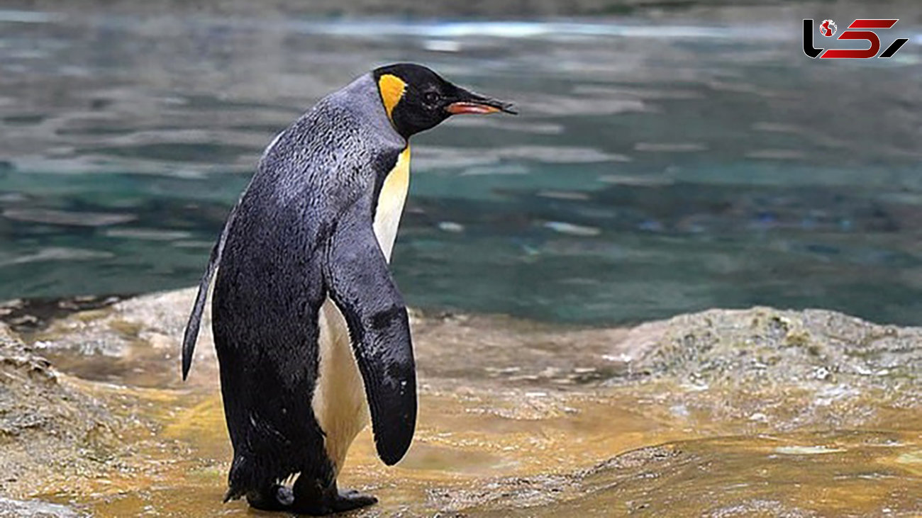 ببینید / بلندقدترین پنگوئن جهان را بشناسید+ فیلم