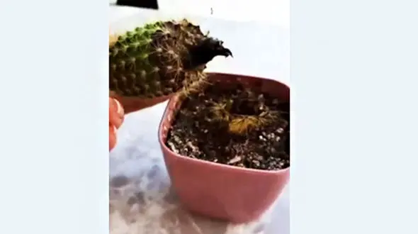 چطور کاکتوس پوسیده را احیا کنیم؟ + فیلم