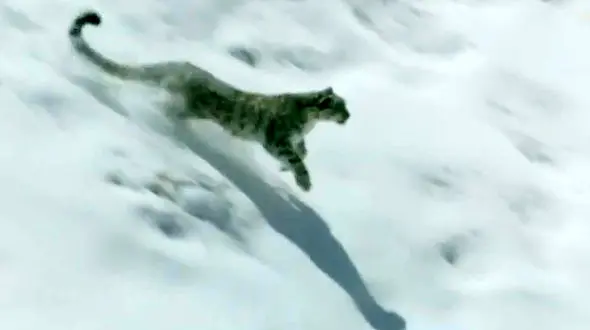 فیلم کمیاب ازکمین پلنگی در برف برای شکار + فیلم