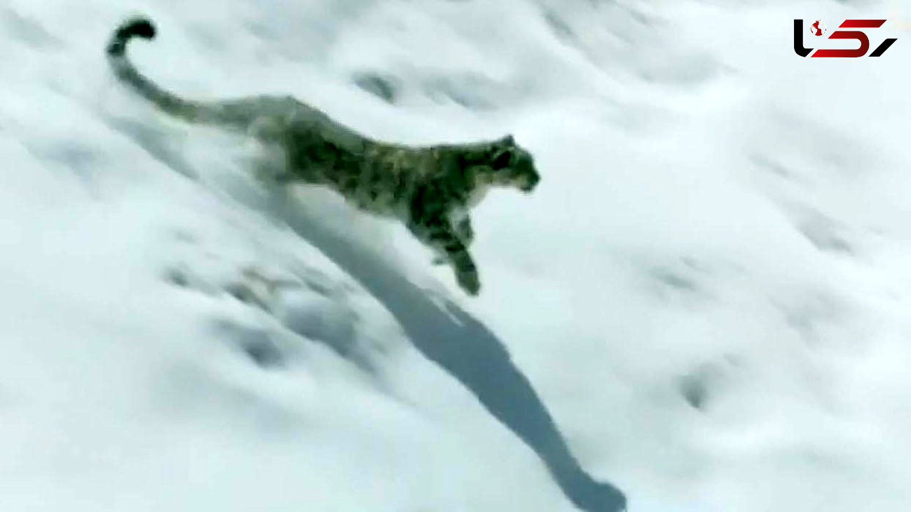 فیلم کمیاب ازکمین پلنگی در برف برای شکار + فیلم