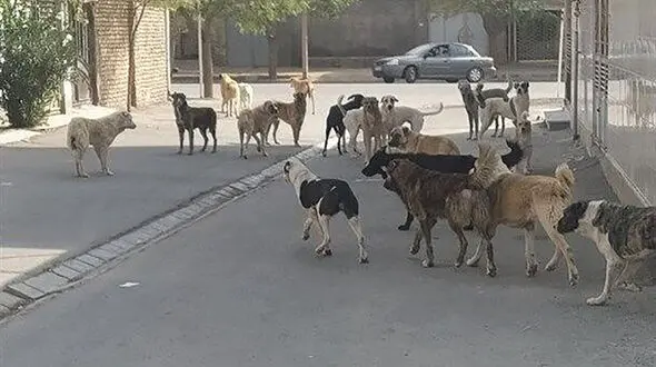 حمله وحشیانه سگ ها به 3 کودک و یک زن  ! / کابوس حمله سگ های وحشی ادامه دارد !