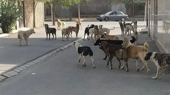 حمله وحشیانه سگ ها به 3 کودک و یک زن  ! / کابوس حمله سگ های وحشی ادامه دارد !