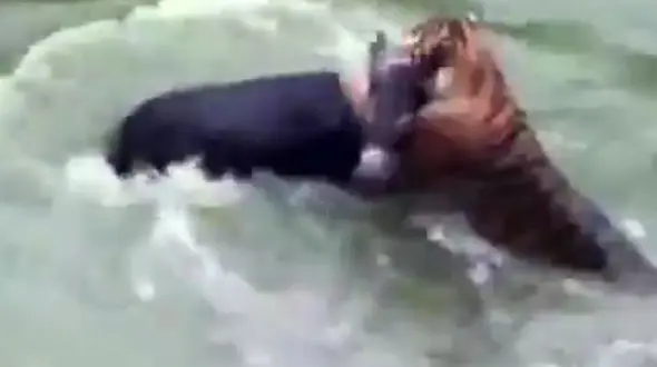 نمایش رذالت انسان‌ها علیه حیوانات/ الاغ زنده غذای ببرهای باغ وحش شد + فیلم