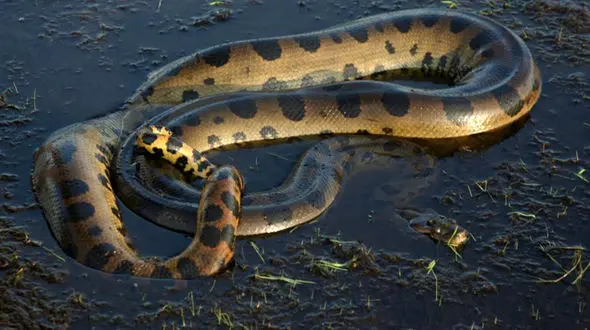 بزرگ ترین مار جهان در جنگل های آمازون + فیلم 